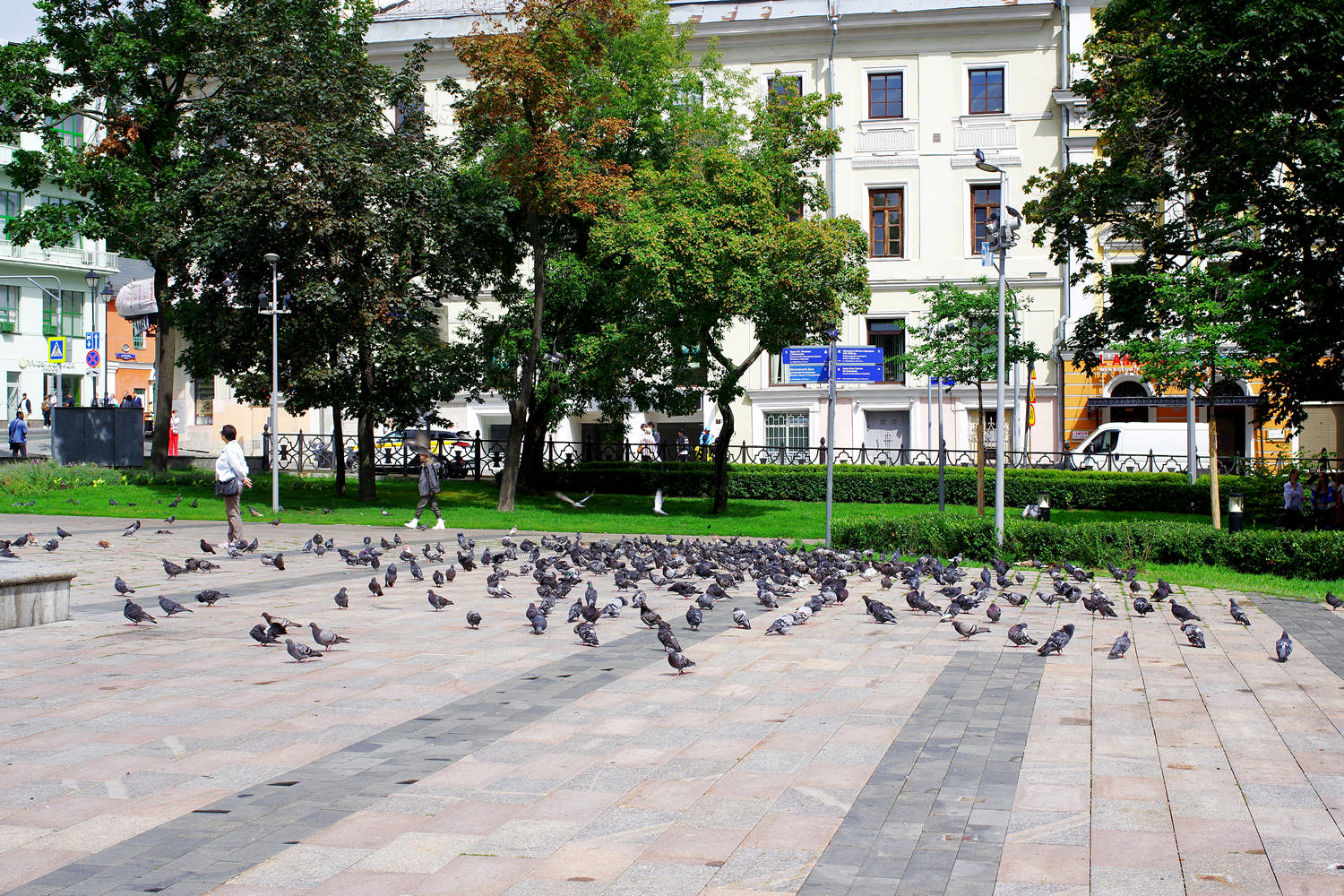 Голуби