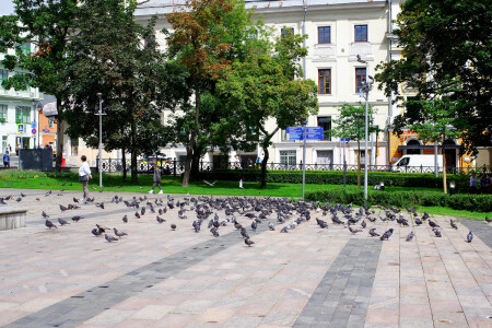 Голуби
