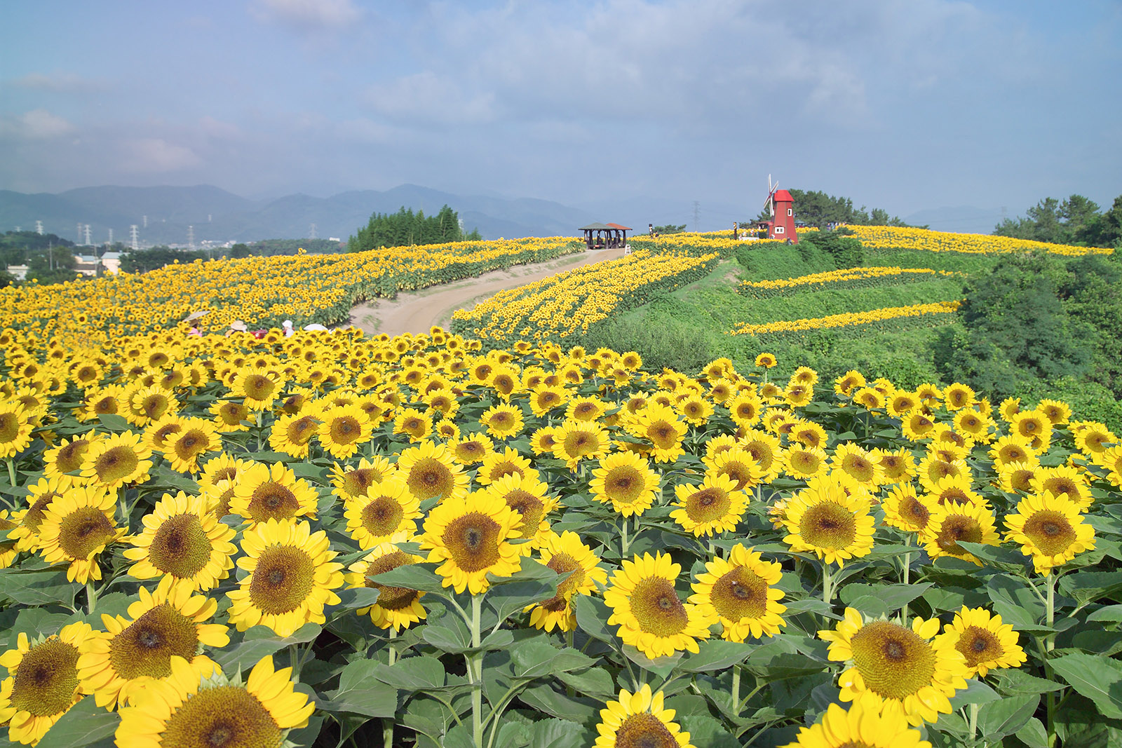Sunflower
