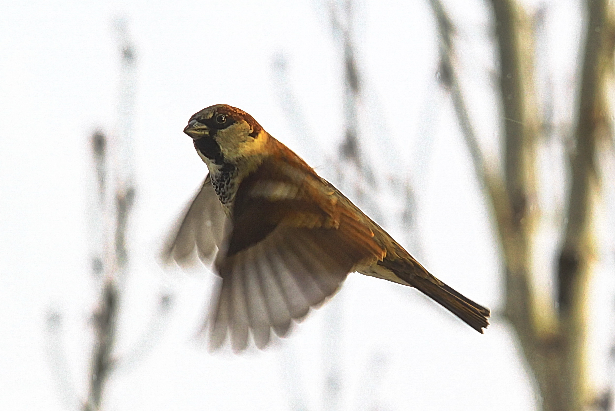 Воробей vulgaris Или Домовый воробей (Passer domesticus)