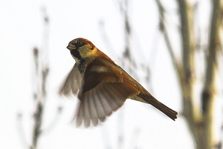 Воробей vulgaris Или Домовый воробей (Passer domesticus)