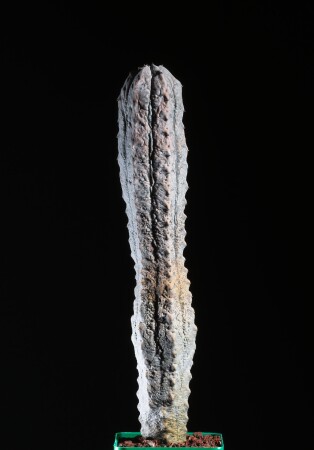 Euphorbia abdelcuri