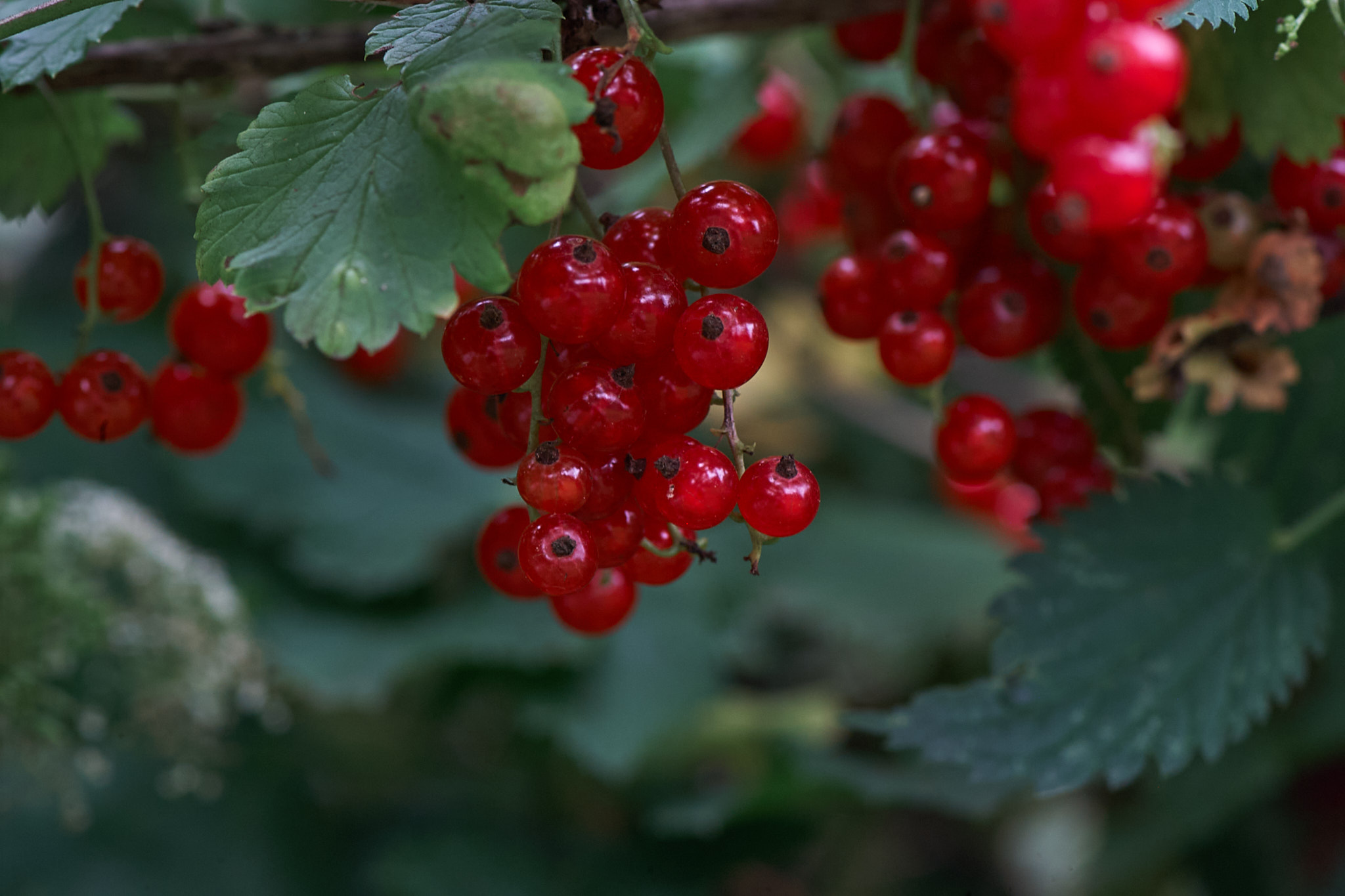Fuji s5pro+Nikkor 105/2,8 macro