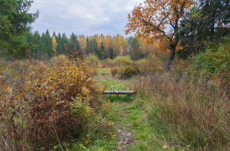 Осенняя