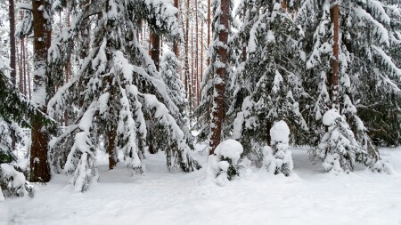 Природа Смоленщины 