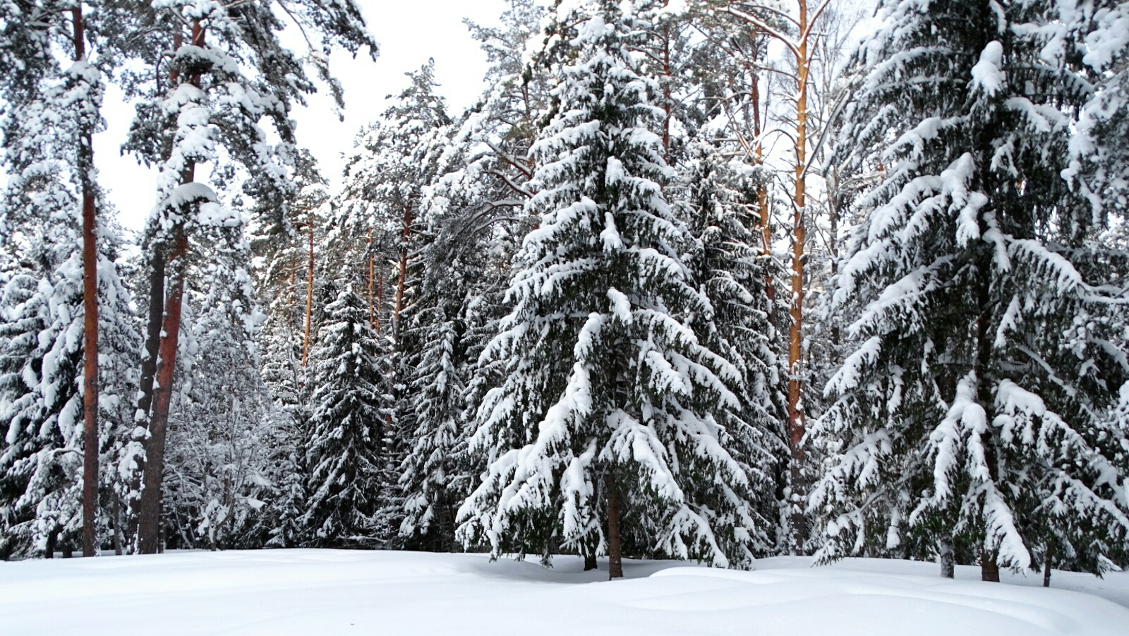 Природа Смоленщины 