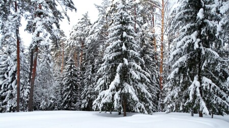Природа Смоленщины 