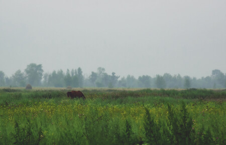 Туман(2)