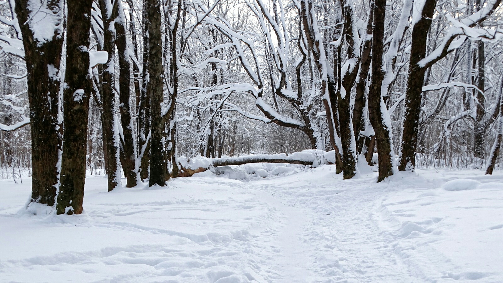 Смоленск 