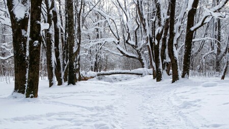 Смоленск 