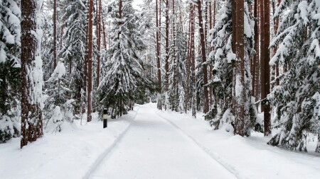 Природа Смоленщины 