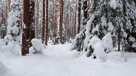 Природа Смоленщины 