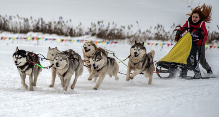 собачьи упряжки