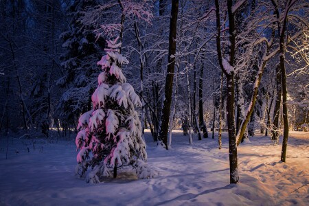 В лесу родилась ёлочка