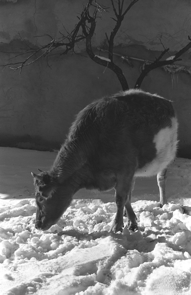 ***