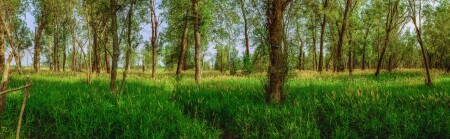 лес