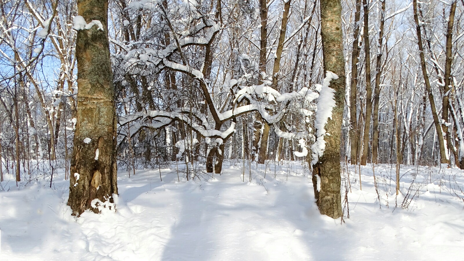 Природа Смоленщины 