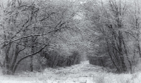 Пасмурно.Арабские мотивы зимнего леса.
