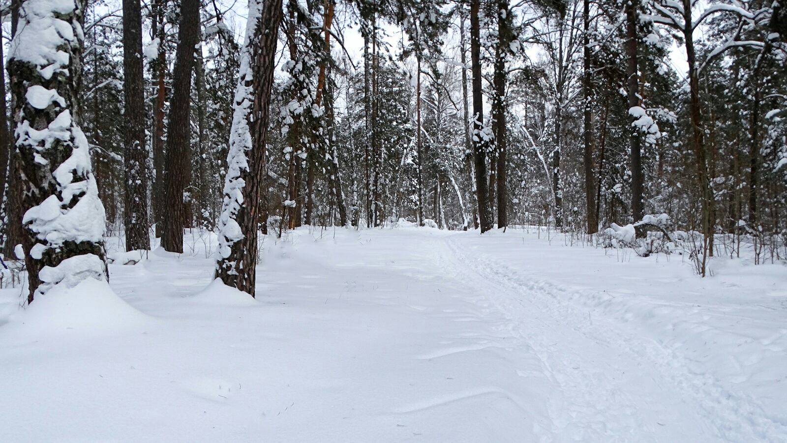 Природа Смоленщины. раздел Природный пейзаж. Смоленская область, Красный бор, 08.02.2026