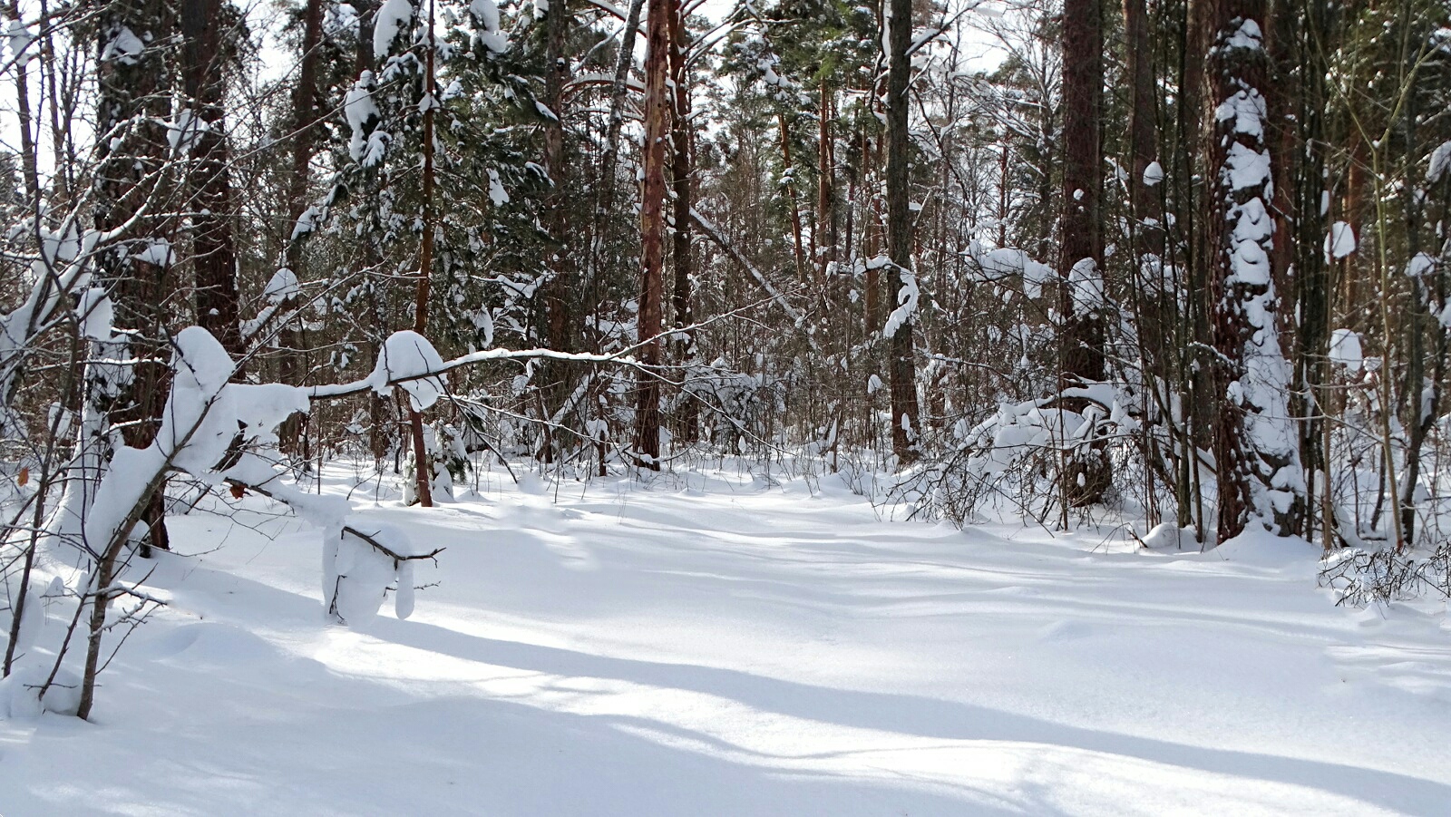 Природа Смоленщины 