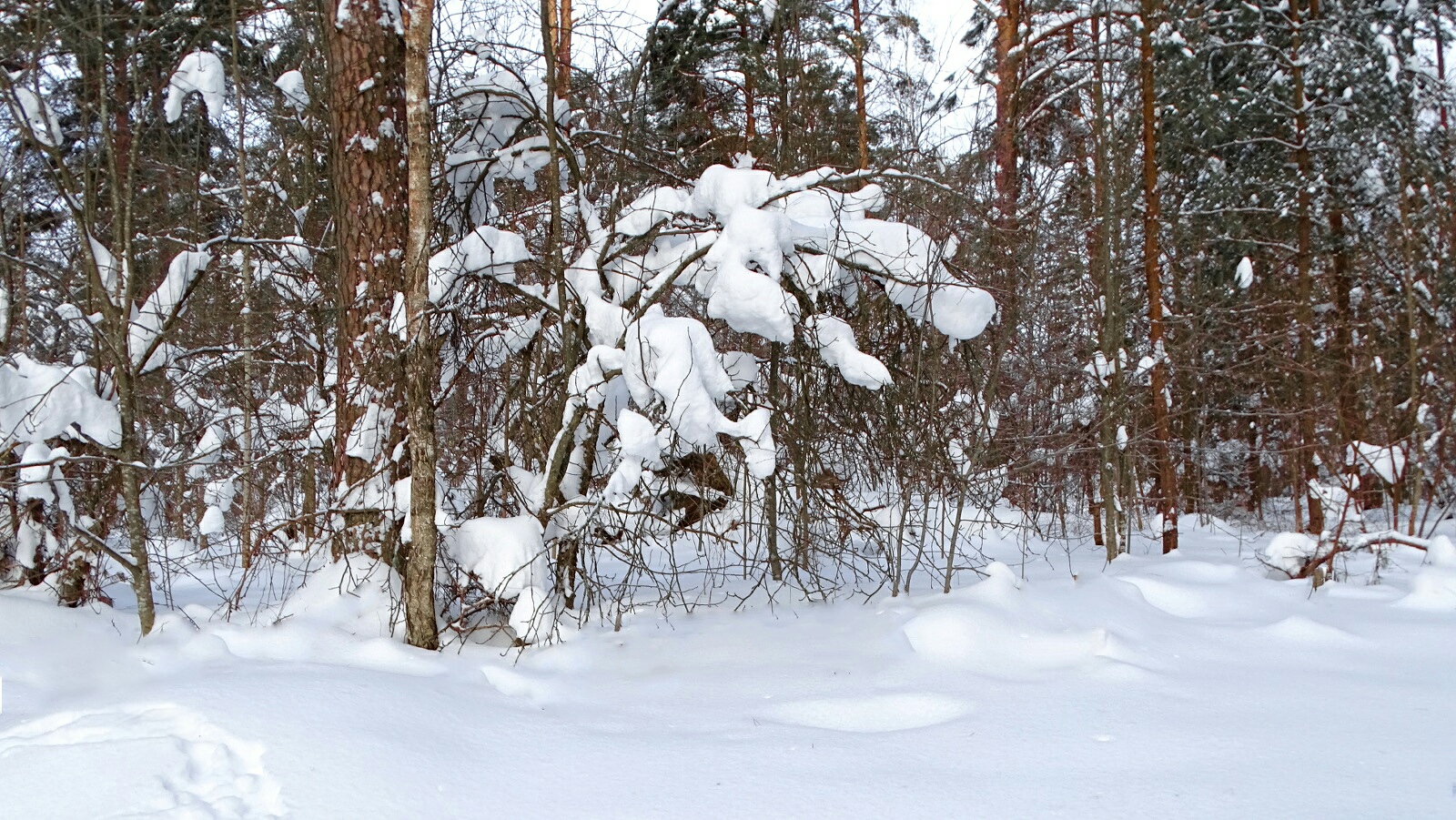 Природа Смоленщины 