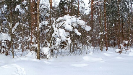 Природа Смоленщины 