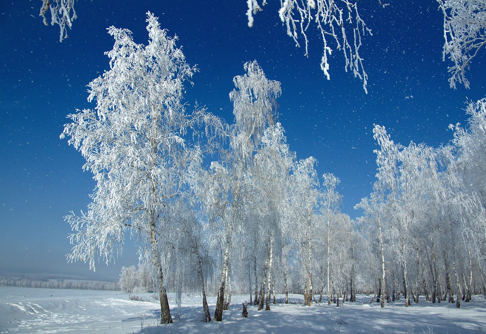 Белоснежное на синем