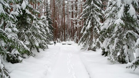 Природа Смоленщины 