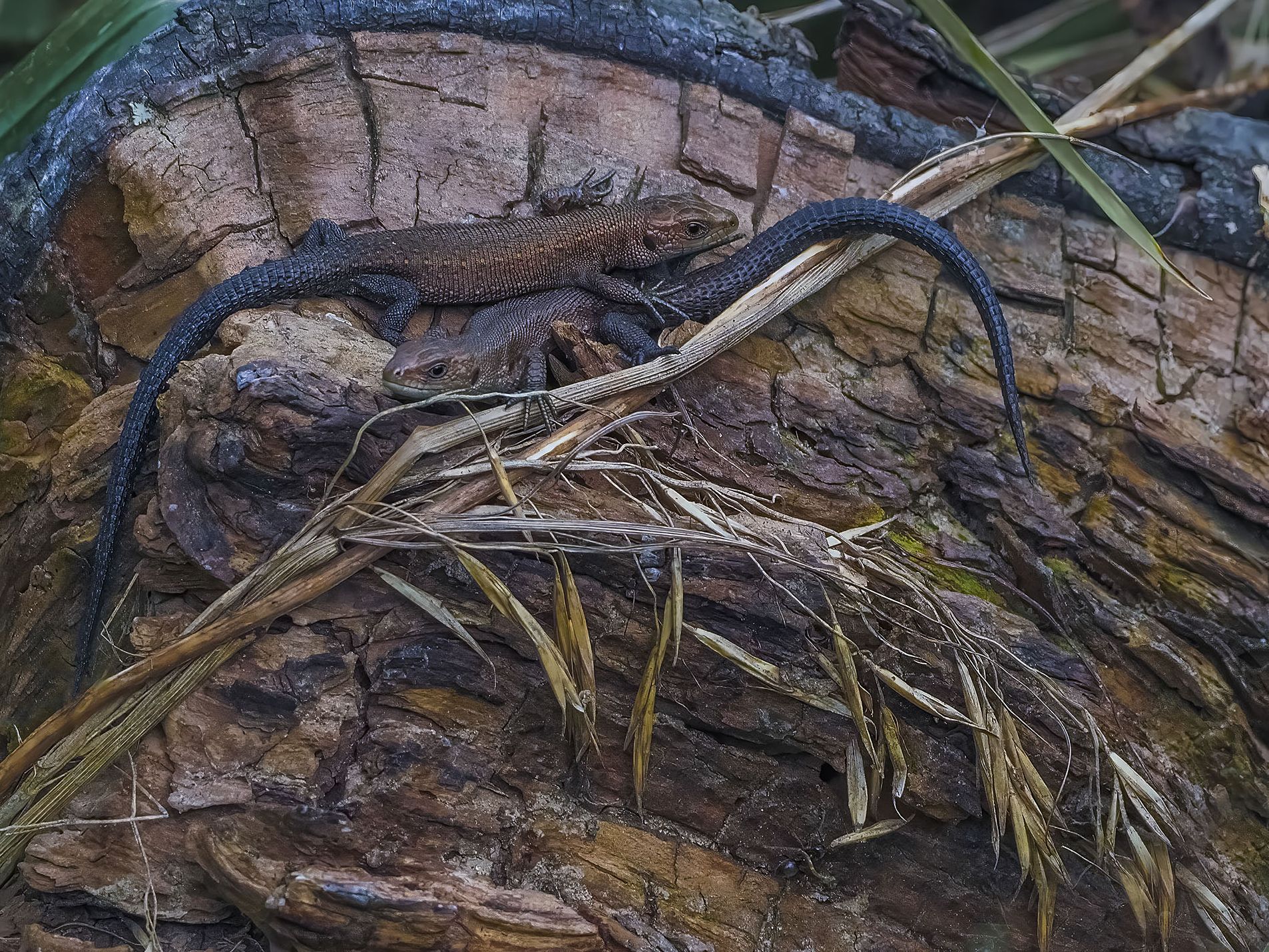 «*Dragon Kingdom*» раздел «Жанр, Животные». «European common lizard...Евразийская ящерица - самая северная обитательница из ящериц...В отличие от драконов эта рептилия живородящая...»
