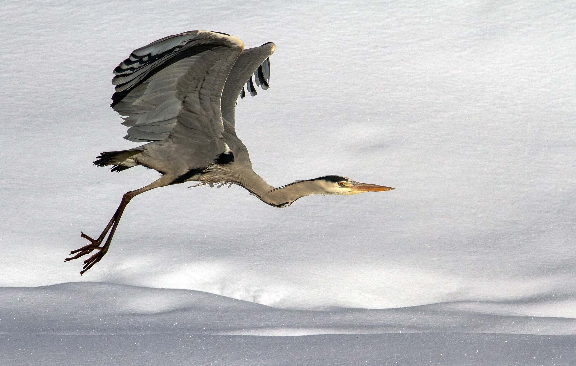 «Сероголубая» раздел «ФотоОхота». «Серая цапля (Ardea cinerea). Минск.»