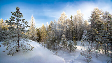 Зимний лес