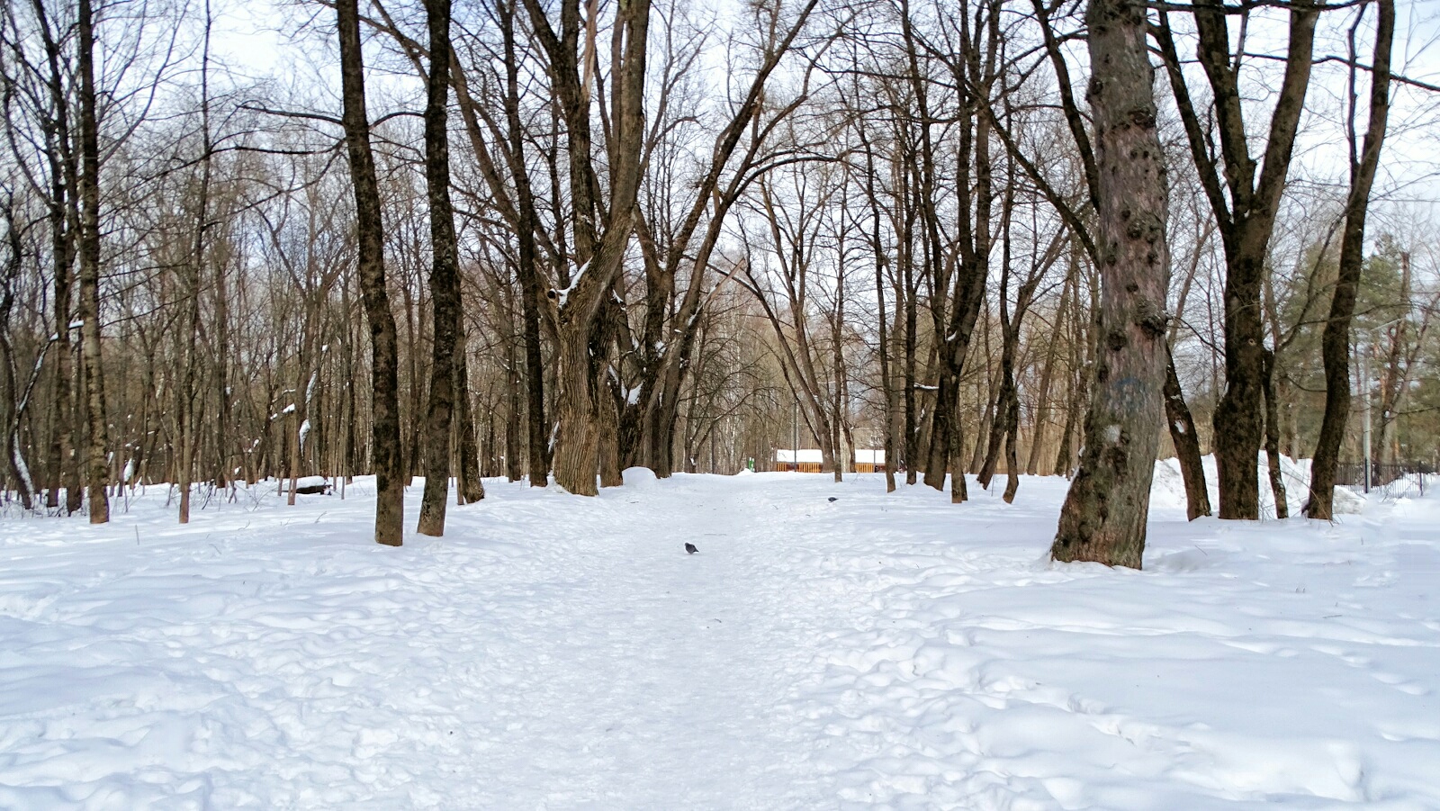 «Смоленск» раздел «Городской пейзаж». «Смоленск, Реадовский парк, 25.02.2026»