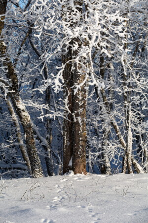 Переплетенье