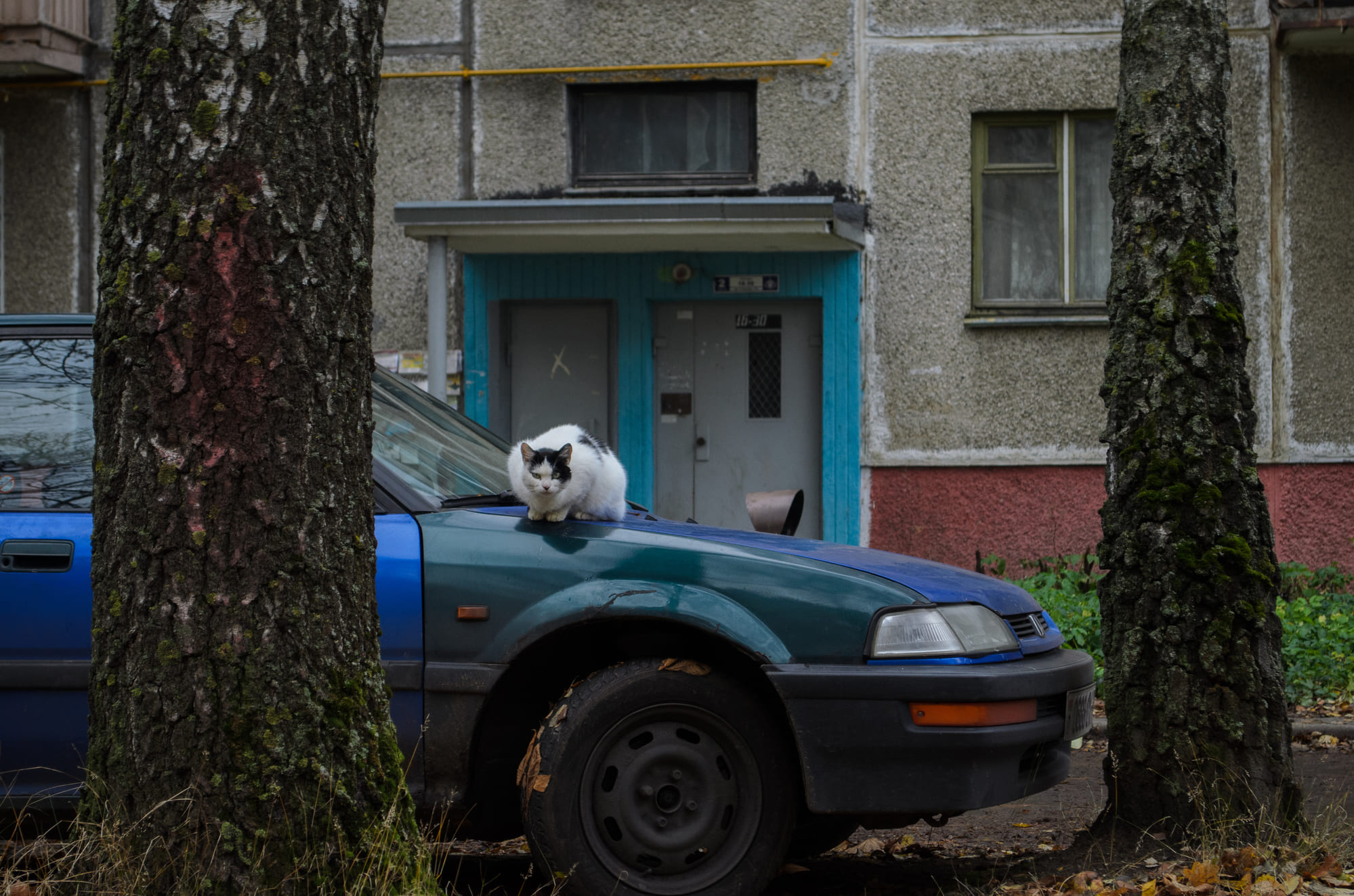 «Злой кот» раздел «». «»