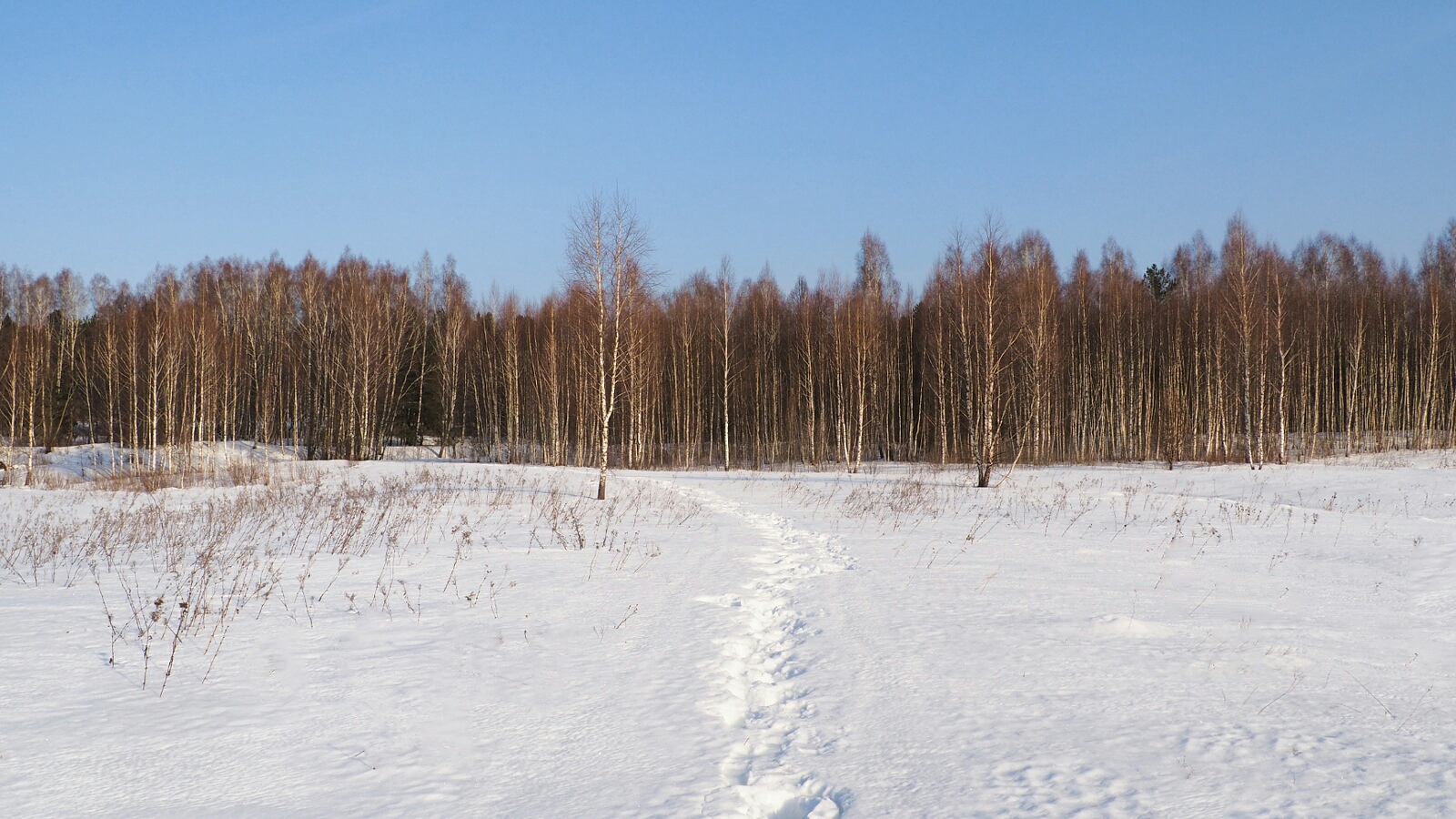 «Природа Смоленщины» раздел «Природный пейзаж». «Смоленская область, Гнёздово, 01.03.2026»