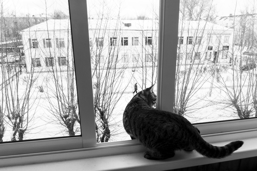 «*» раздел «Жанр». «Не полная семья-та где нет кота !»