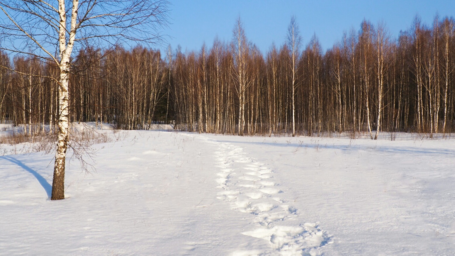«Природа Смоленщины» раздел «Природный пейзаж». «Берёзовая роща. Смоленская область, Гнёздово, 01.03.2026»