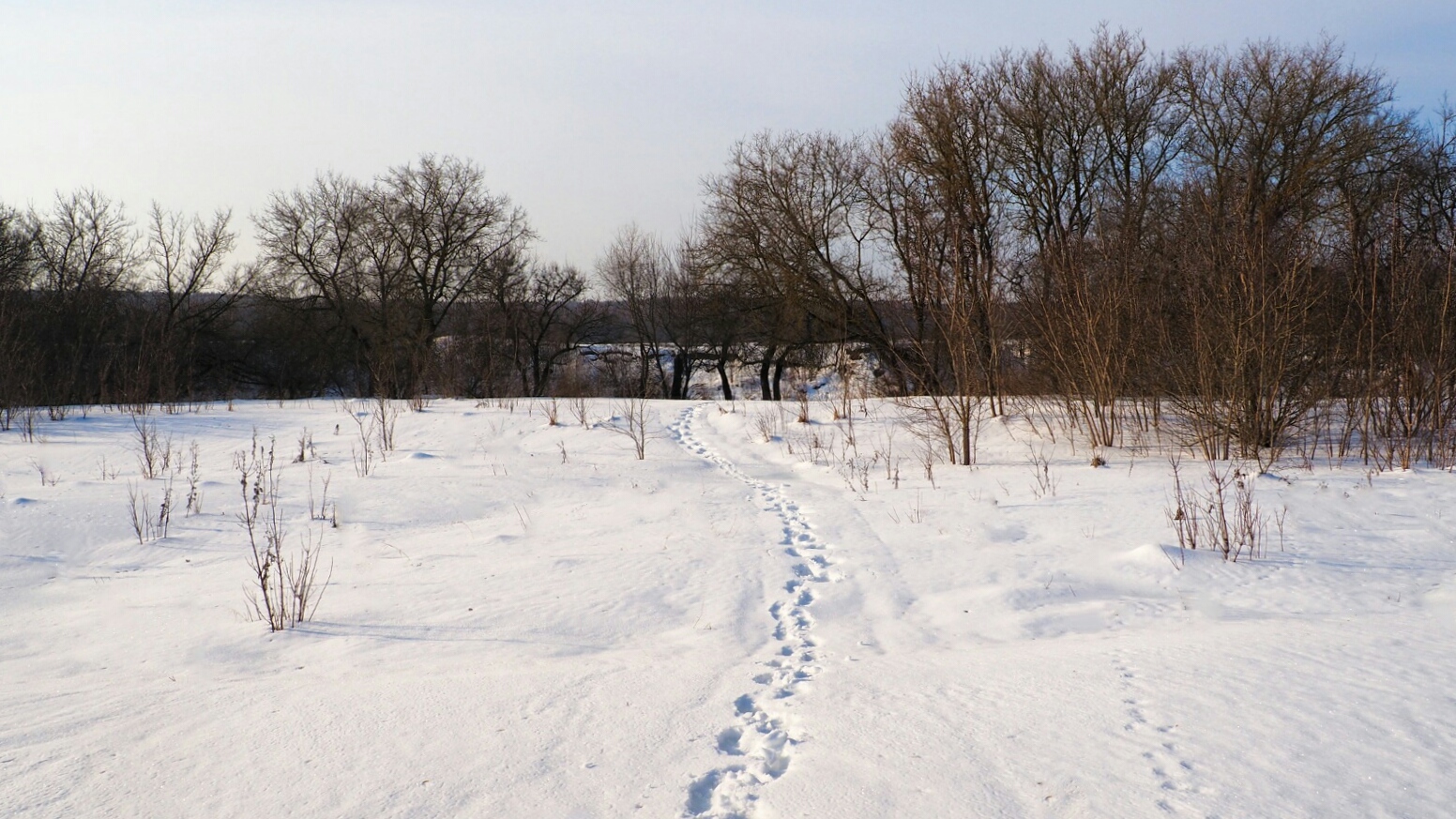 «Природа Смоленщины» раздел «Природный пейзаж». «Следы к берегу р.Днепр. Смоленская область, Гнёздово, 01.03.2026»