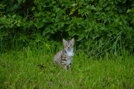 Кот