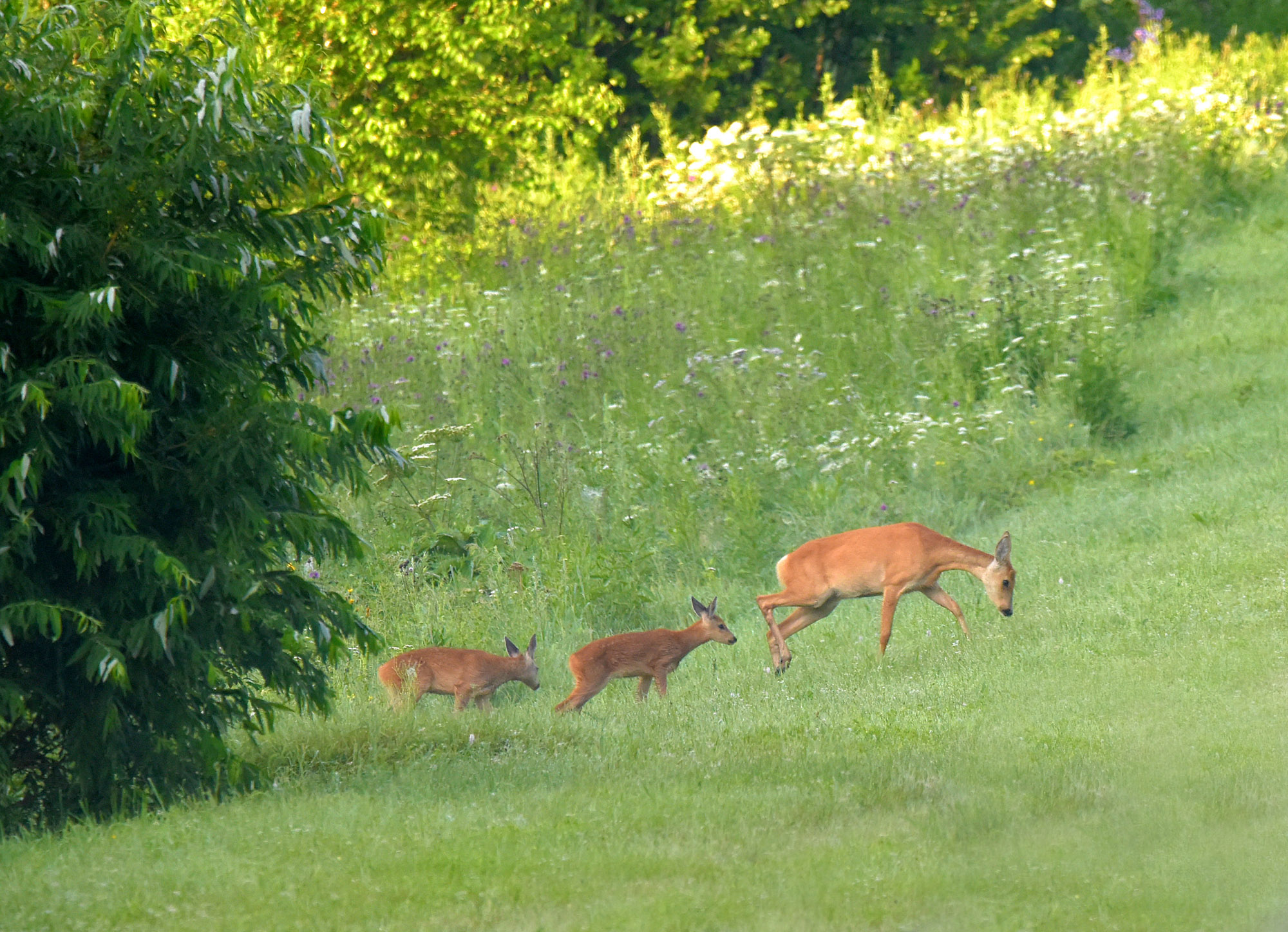  Семейный выход.