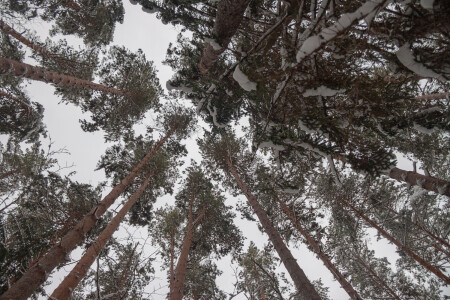 Среди сосновых великанов