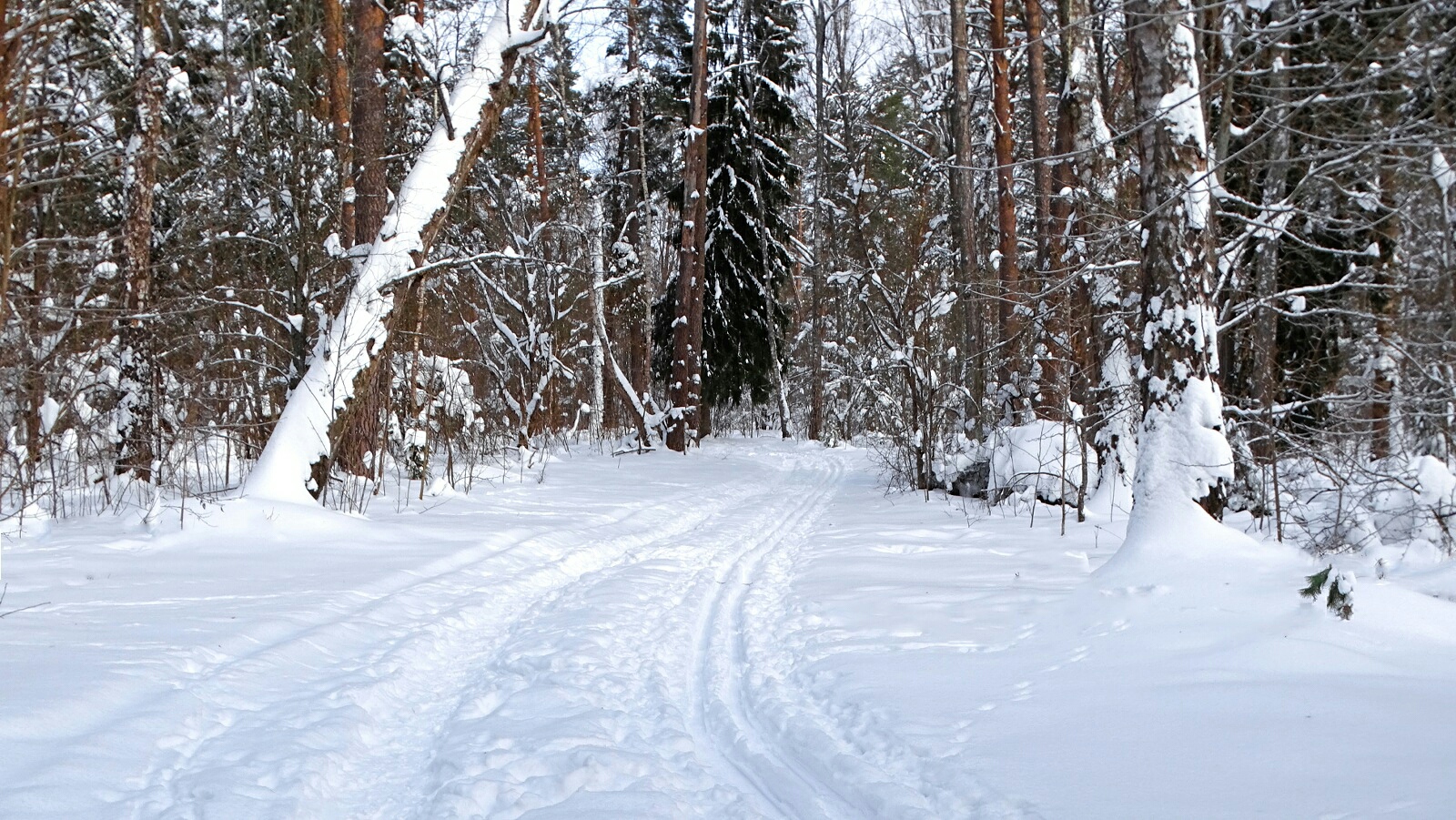 Природа Смоленщины 