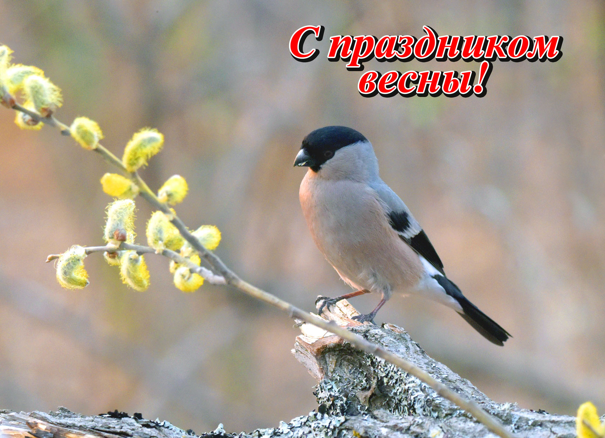«С праздником!» раздел «ФотоОхота». «»