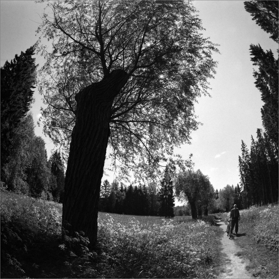 «***» раздел «Природный пейзаж». «Киев-6С + Зодиак-8Б + Fomapan 400. СПб, 2025г.»