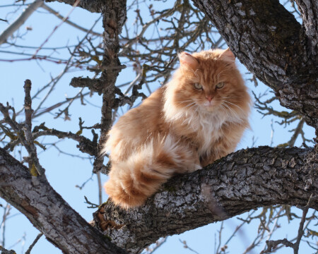 Коты прилетели 