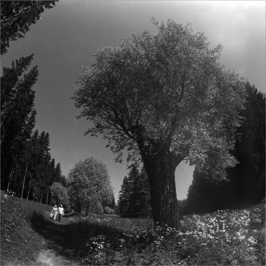 «***» раздел «Природный пейзаж». «Киев-6С + Зодиак-8Б + Fomapan 400. СПб, 2025г.»