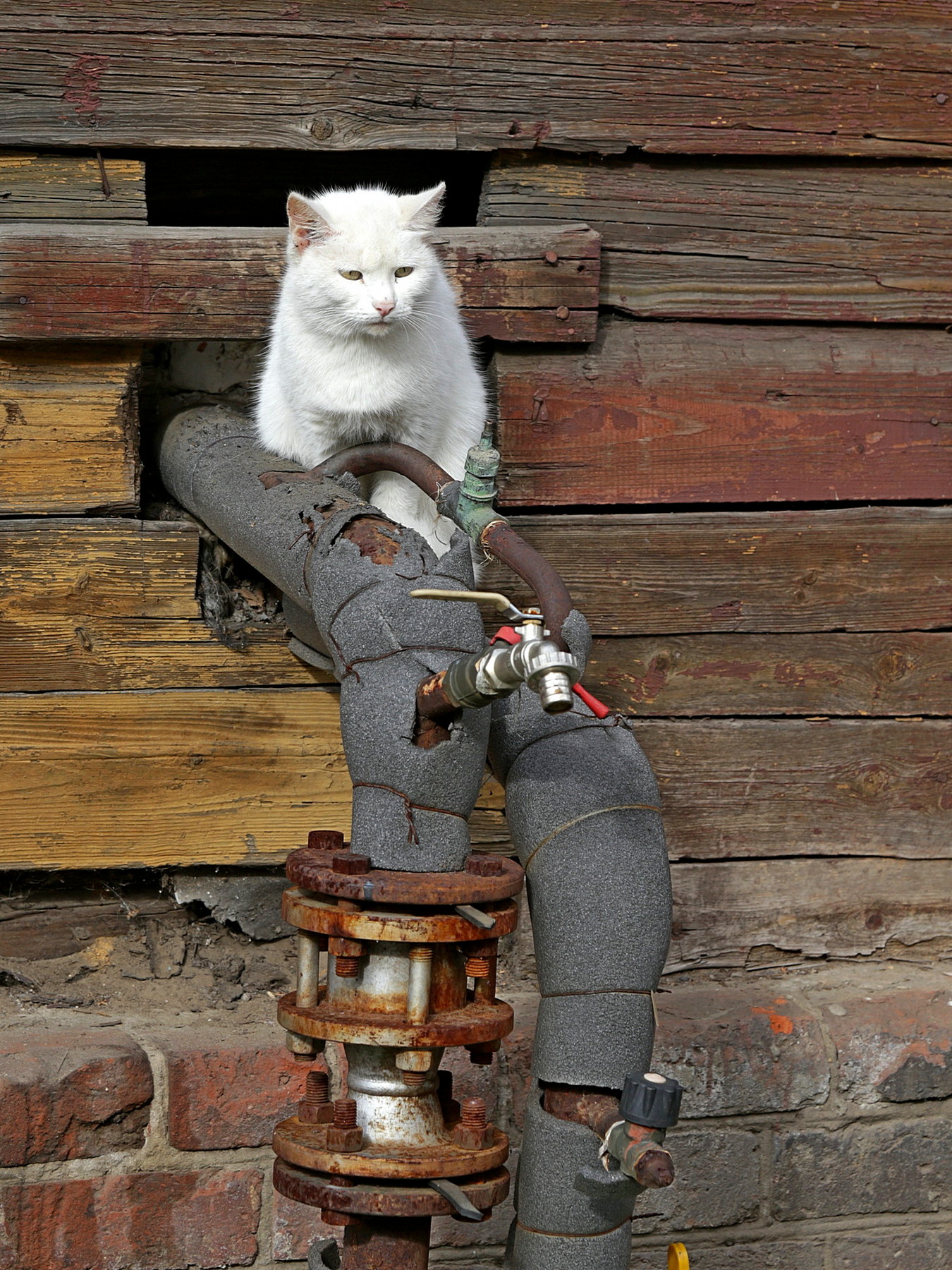 Начальник КОТельной