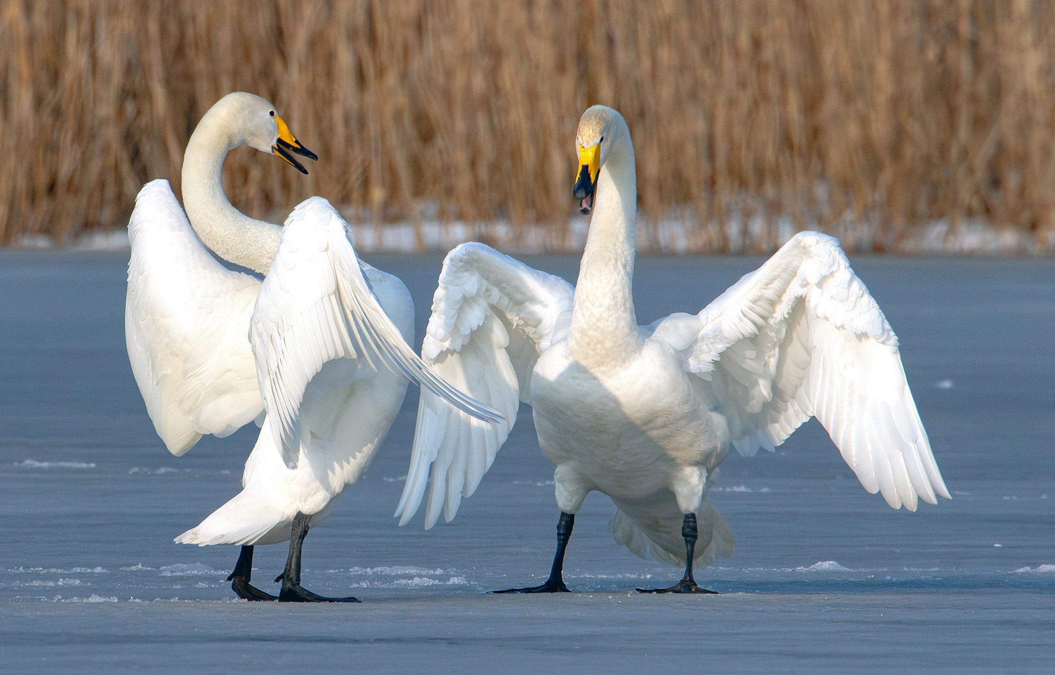 «Взаимоотношения» раздел «ФотоОхота». «Лебедь-кликун (Cygnus cygnus), брачные игры пары. Национальный парк "Браславские озера". Беларусь.»