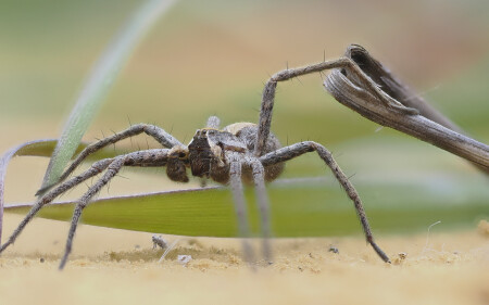 Пизаура удивительная (Pisauridae)