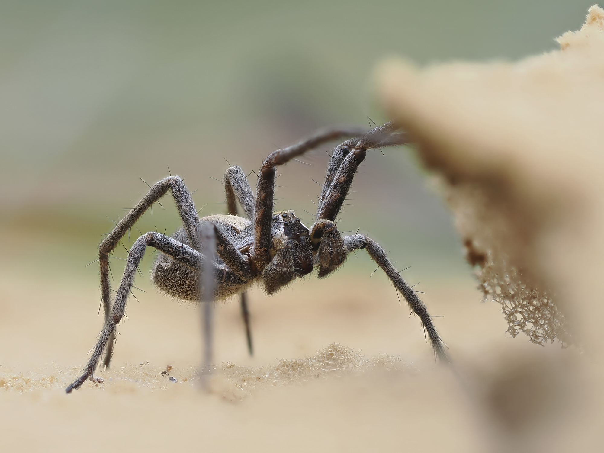 «***» раздел «Макро». «Pisauridae....Пауки - пизауриды»